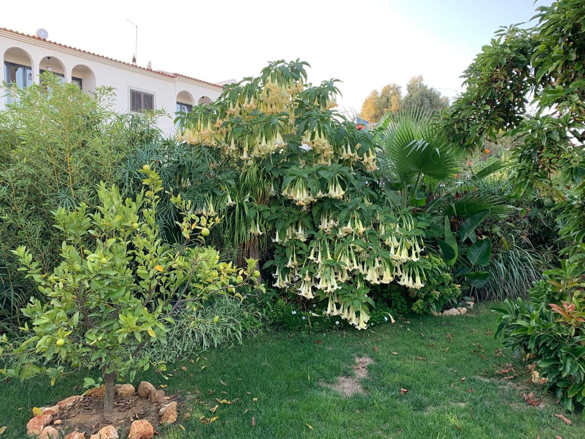 A Tranquil Garden Apartment, Carvoeiro - Benagil Zewnętrze zdjęcie